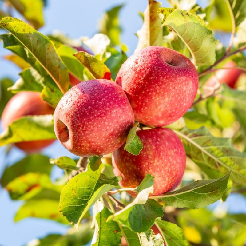Pink Lady appels