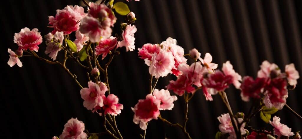 Taiko Bar Hanami lentemenu